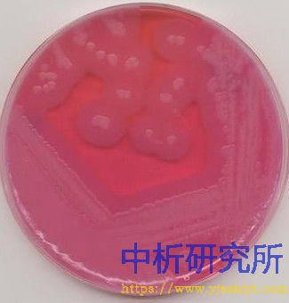 細胞粘附檢測